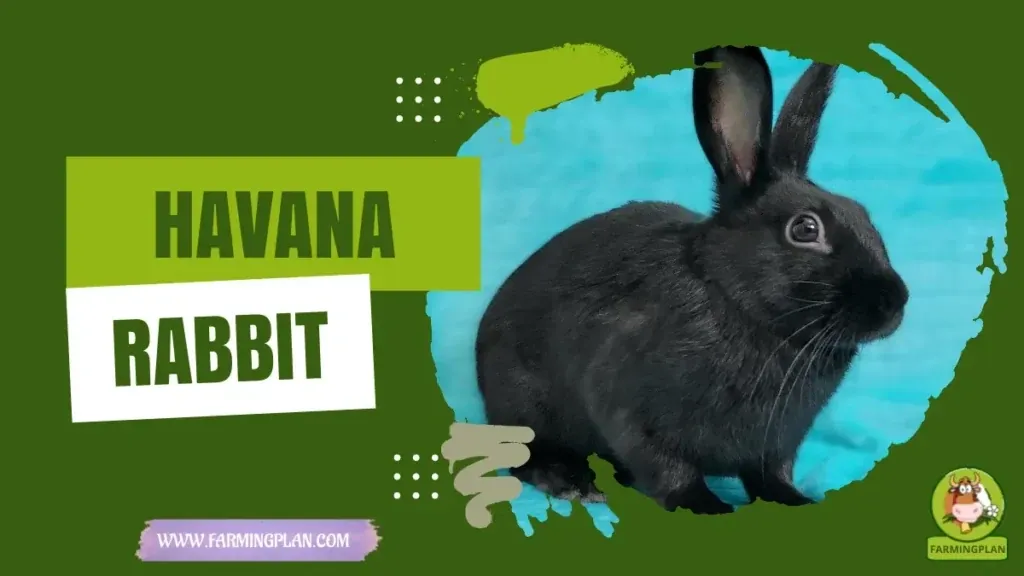 Havana Rabbits characteristics, agricultural utility and breed care guide