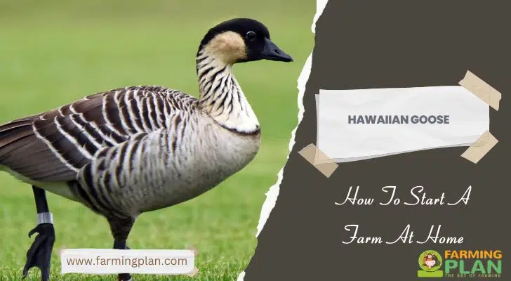 Hawaiian Goose