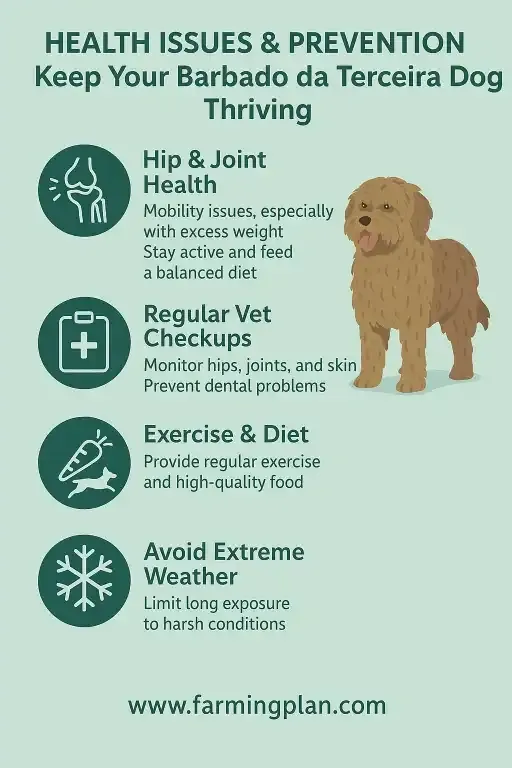 Health Issues of Terceira Dog