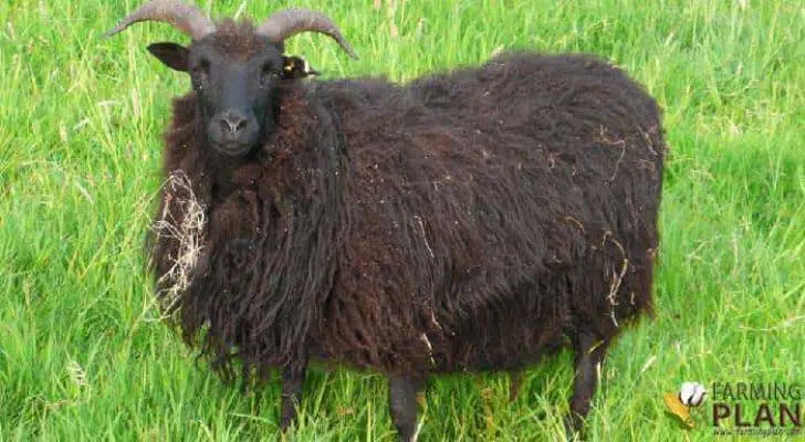 Hebridean Sheep