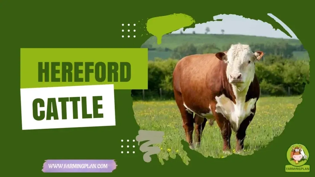 Hereford Cattle - Farming & Breed Profile Hereford Cattle characteristics, agricultural utility and breed care guide