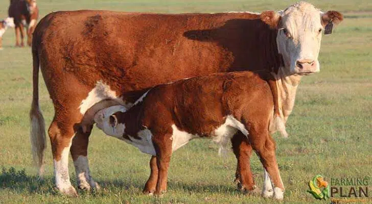 Hereford Cattle