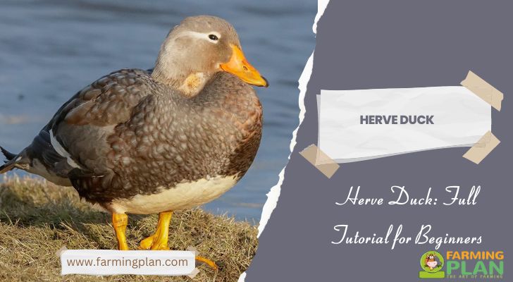 Herve Duck