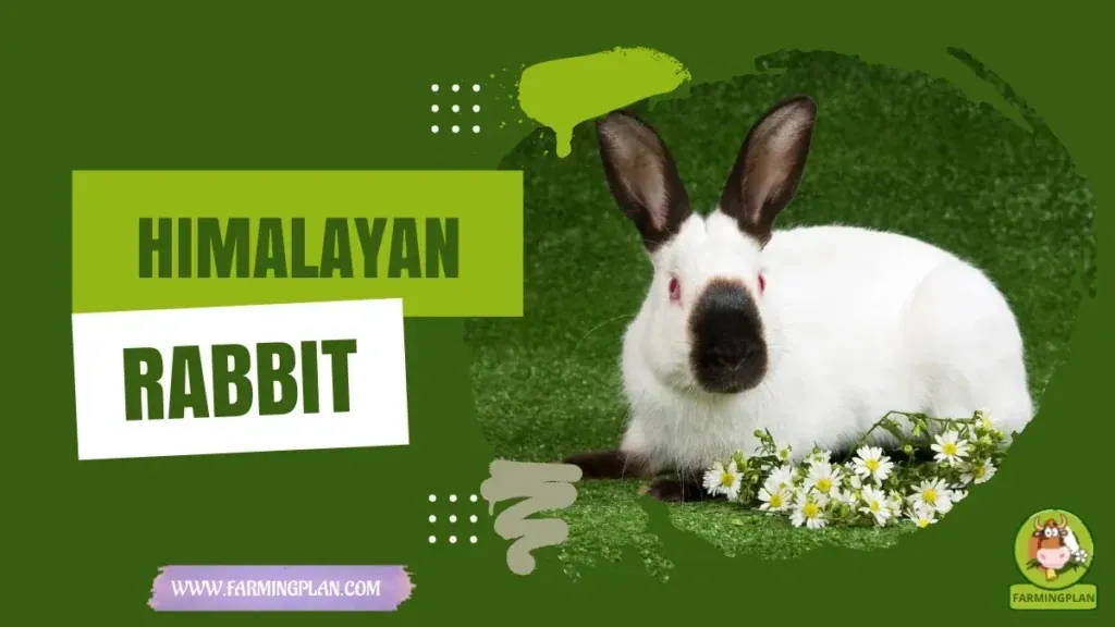 Himalayan Rabbit Farming Guide