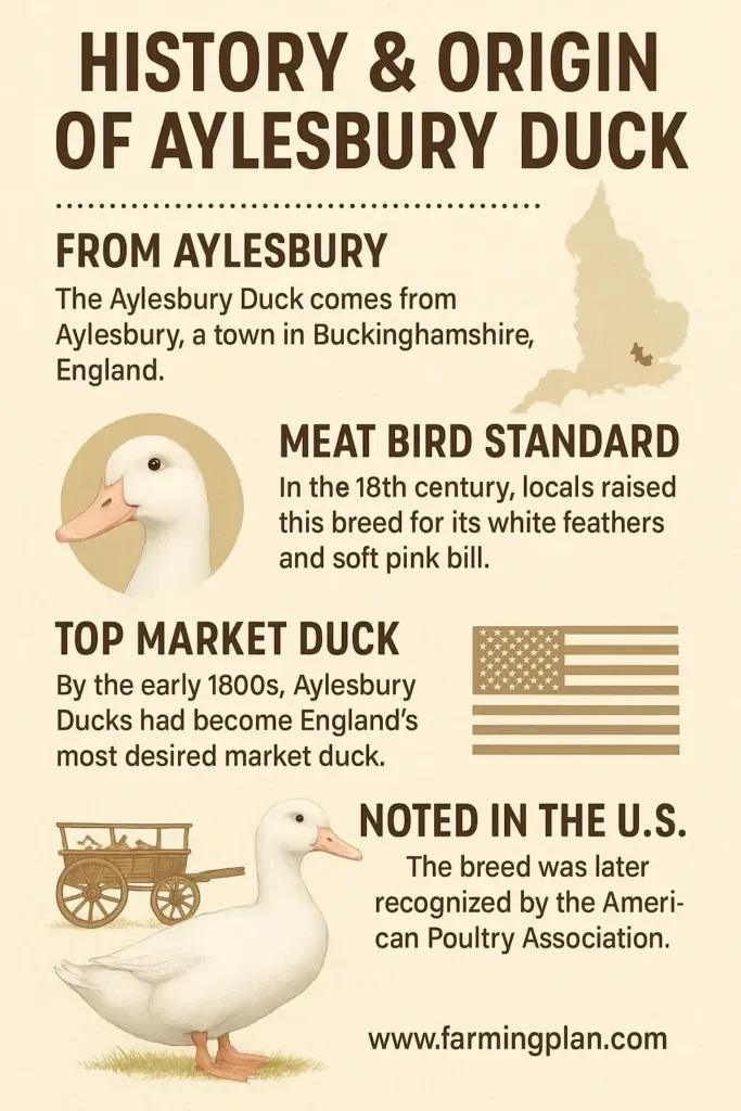 Aylesbury Duck - Farming & Breed Profile History & Origin Of Aylesbury Duck