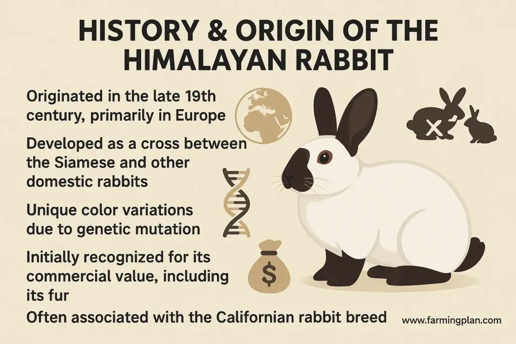 History and Origin of the Himalayan Rabbit