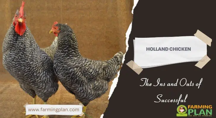 Holland Chicken