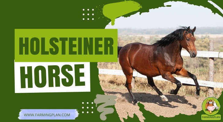 Holsteiner Horse