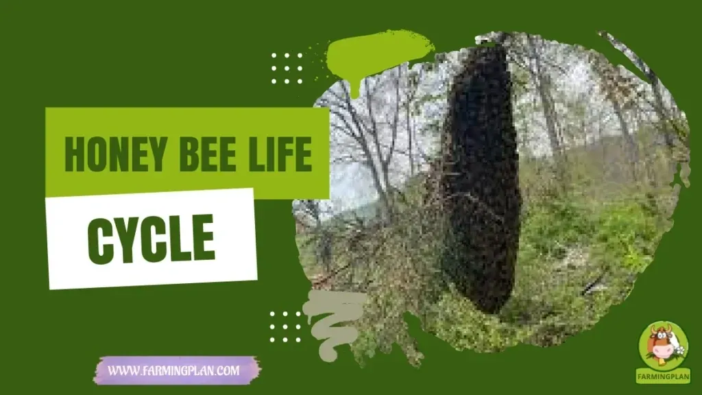 Honey Bee Life Cycle - Farming & Breed Profile Honey Bee Life Cycle characteristics, agricultural utility and breed care guide