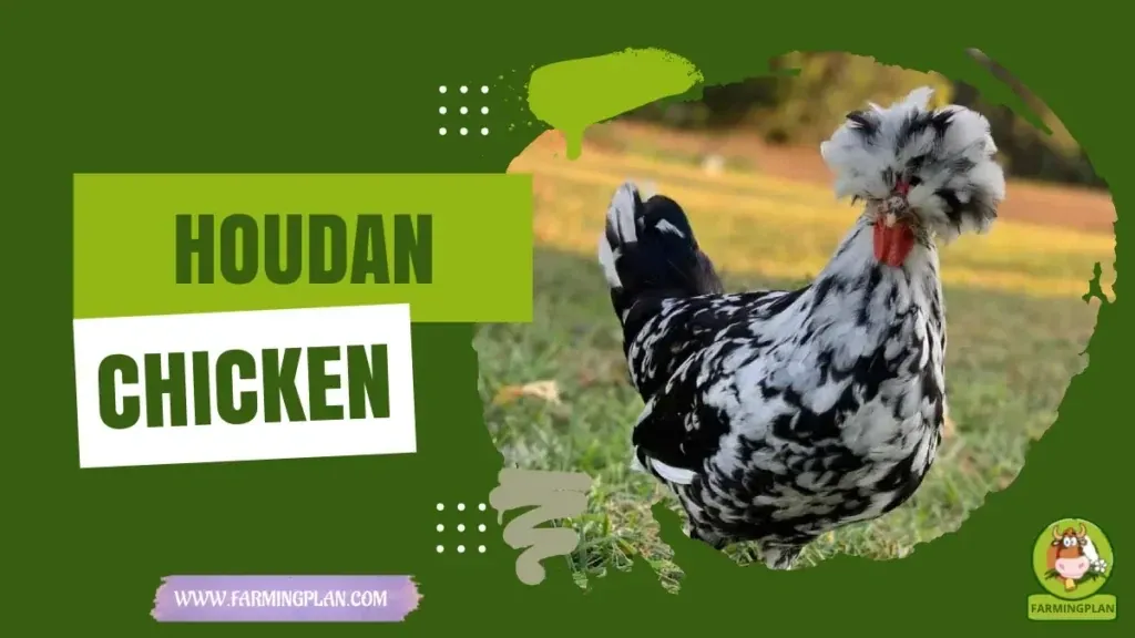 Houdan Chicken characteristics, agricultural utility and breed care guide