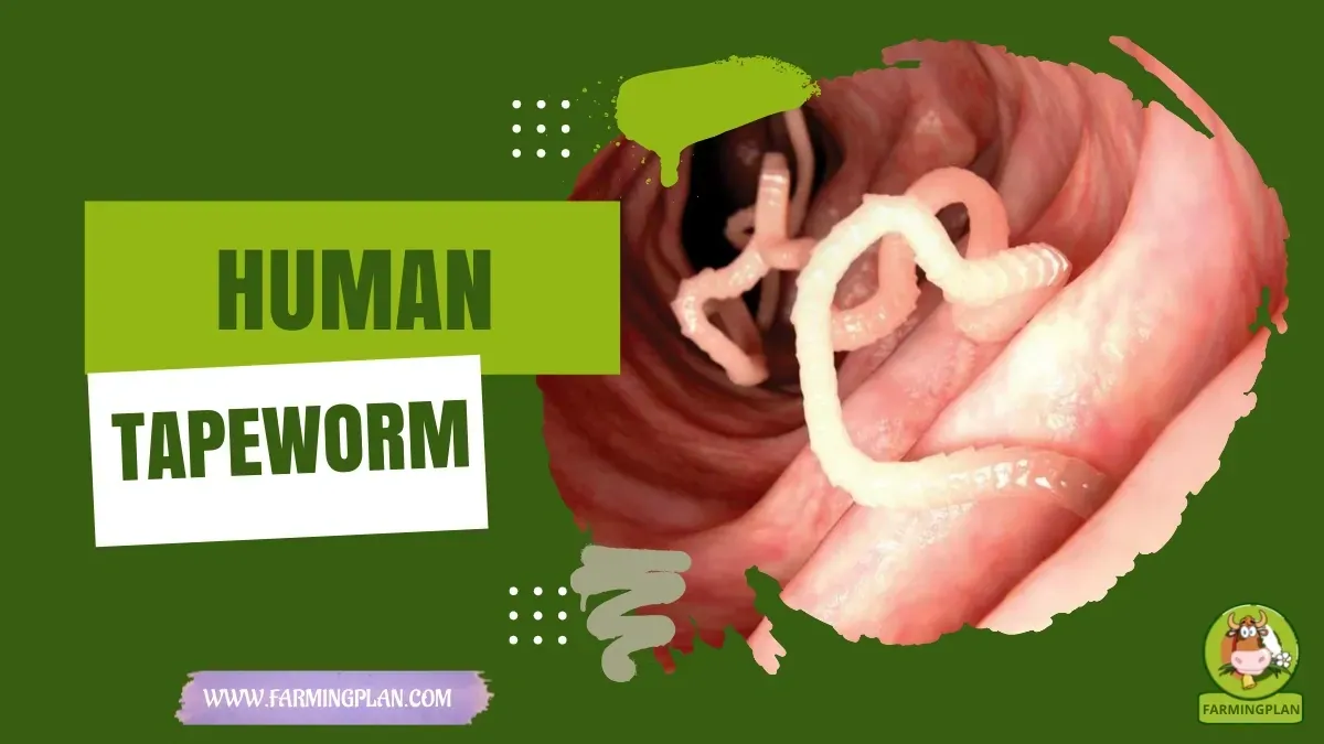 Tapeworm - Farming & Breed Profile Tapeworm characteristics, agricultural utility and breed care guide