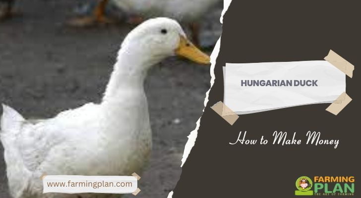 Hungarian-Duck