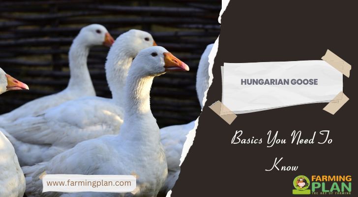 Hungarian-Goose