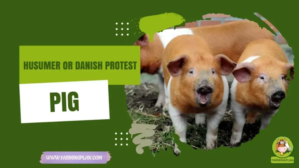 Husumer Pig (Danish Protest) characteristics, agricultural utility and breed care guide