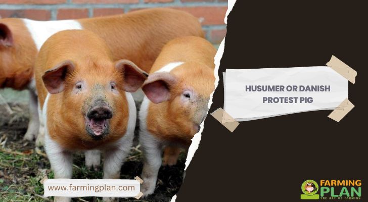 Husumer or Danish Protest Pig