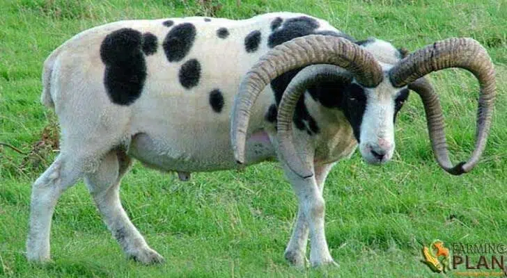 Jacob Sheep