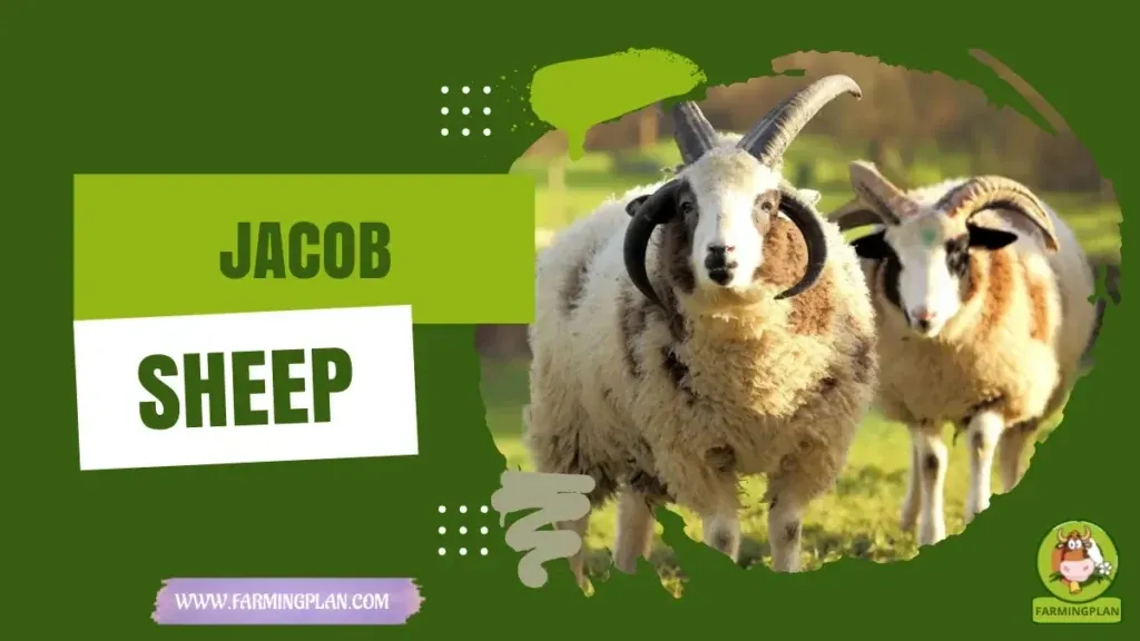 Jacob Sheep Farming Guide