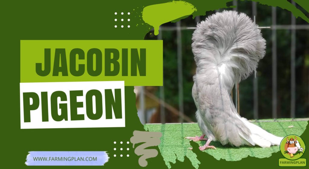 Jacobin Pigeon