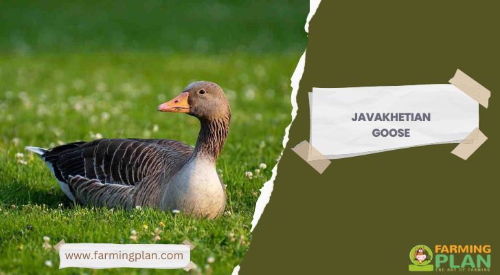 Javakhetian Goose