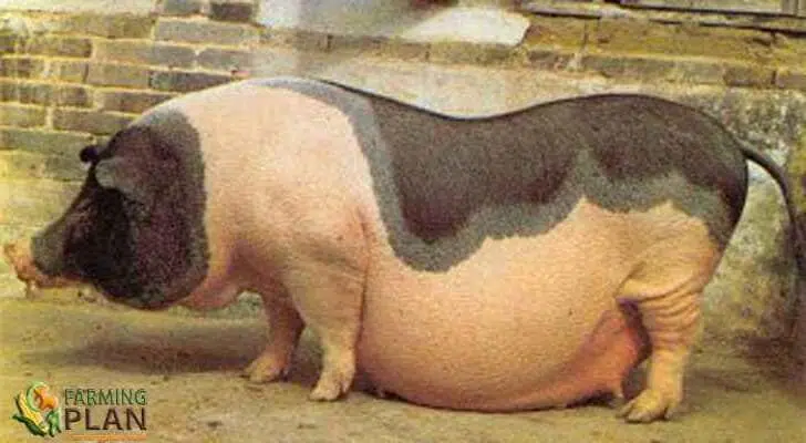 Jinhua Pig