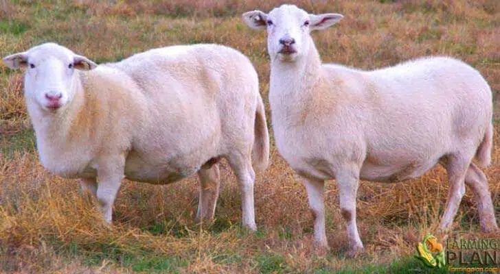 Katahdin Sheep