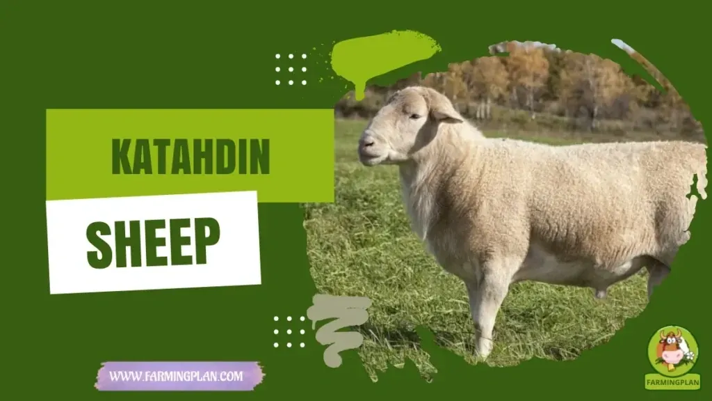 Katahdin Sheep characteristics, agricultural utility and breed care guide