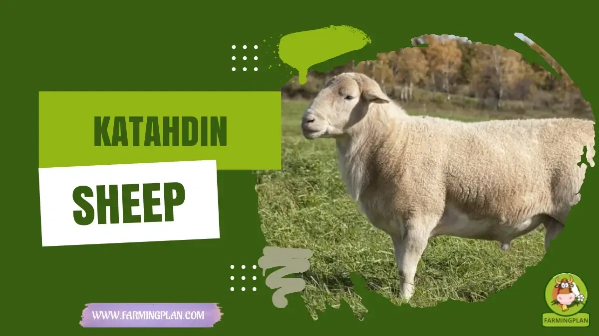 Katahdin Sheep characteristics, agricultural utility and breed care guide