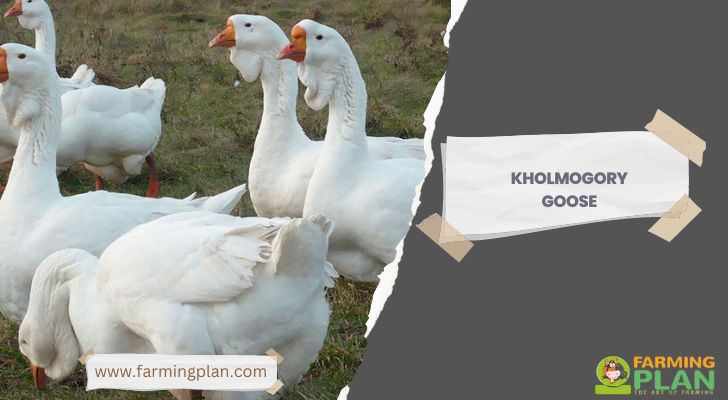 Kholmogory Goose