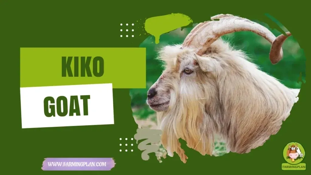 Kiko Goats - Farming & Breed Profile Kiko Goats characteristics, agricultural utility and breed care guide