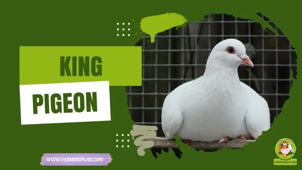 King Pigeon characteristics, agricultural utility and breed care guide