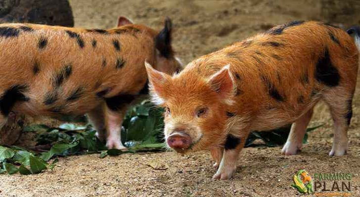 Kunekune-pig