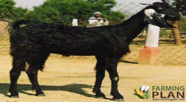 Kutchi Goat