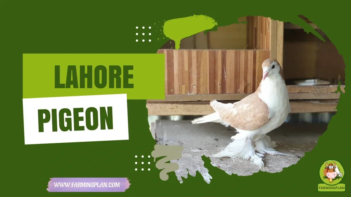 Lahore Pigeon Charm - Farming & Breed Profile Lahore Pigeon Charm characteristics, agricultural utility and breed care guide
