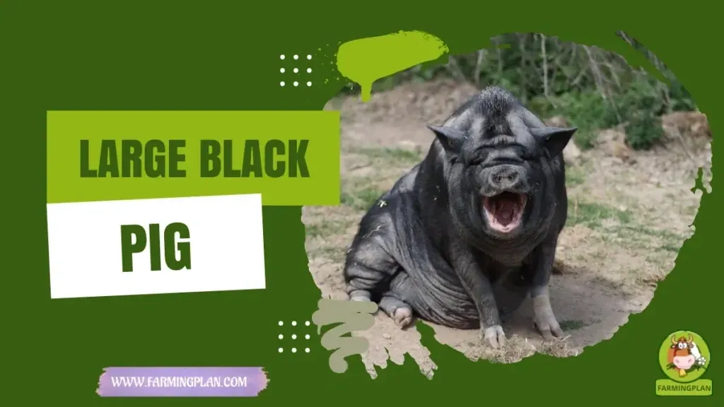 Large Black Pig characteristics, agricultural utility and breed care guide