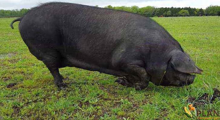 Large Black Pig