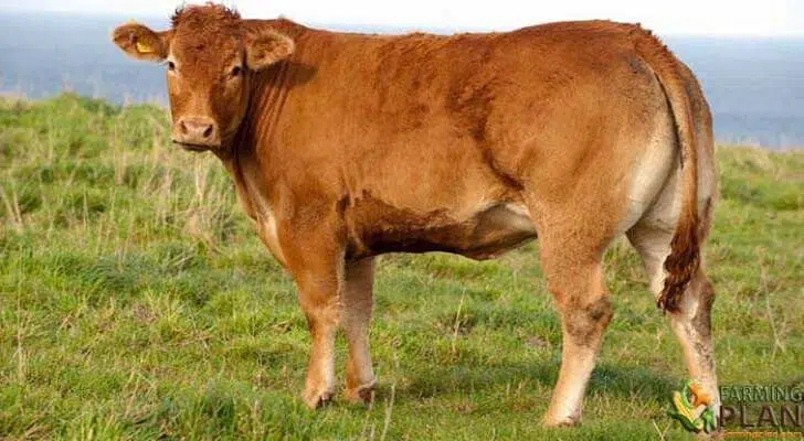 Limousin Cattle