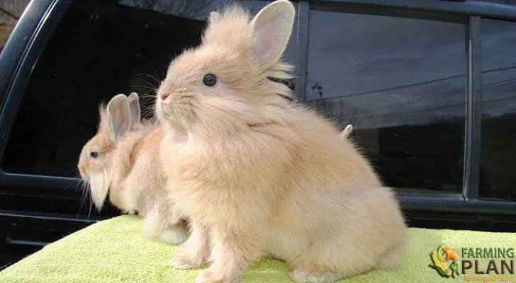 Lionhead Rabbit