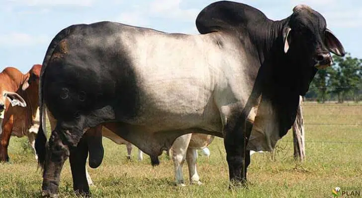 Cattle Breeds