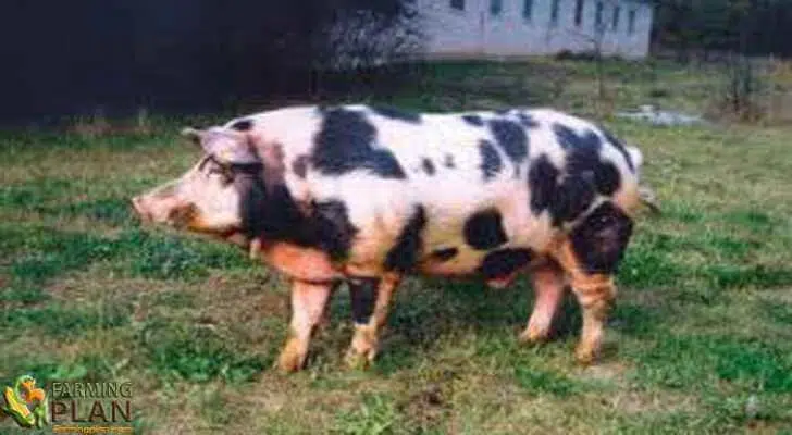 Lithuanian Native pig