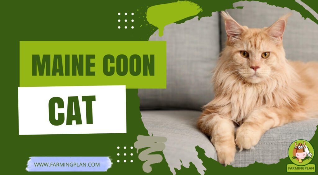 Maine Coon