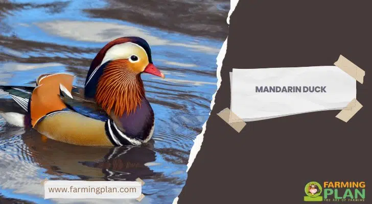 Mandarin Duck