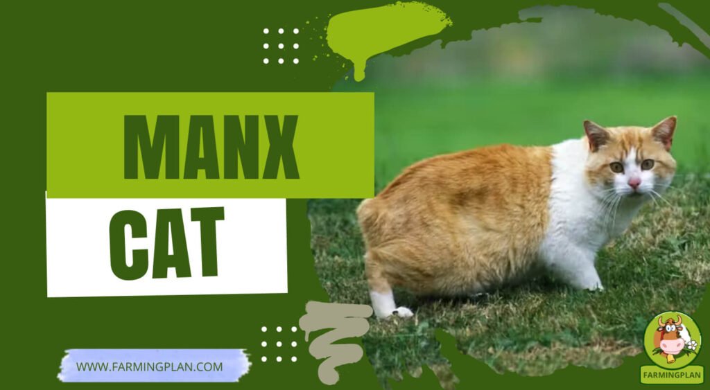 Manx Cats