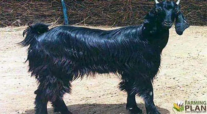 Marwari Goat