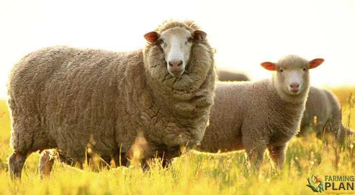 Merino sheep