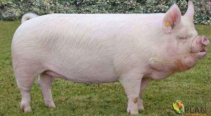 Middle White Pig