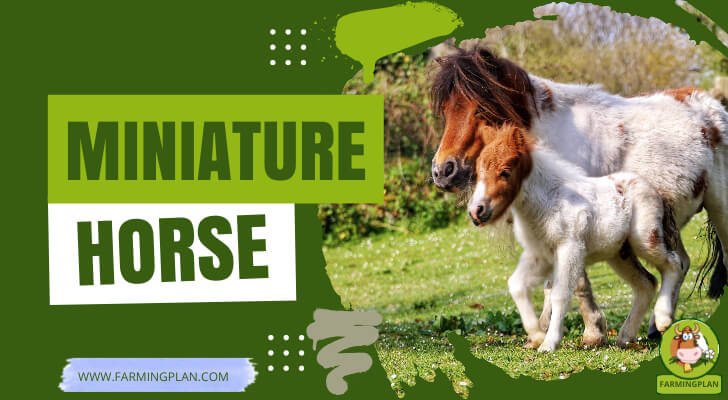 Miniature Horse