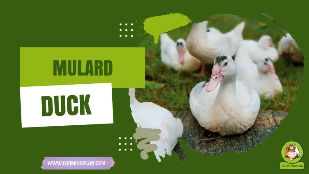 Mulard Duck characteristics, agricultural utility and breed care guide