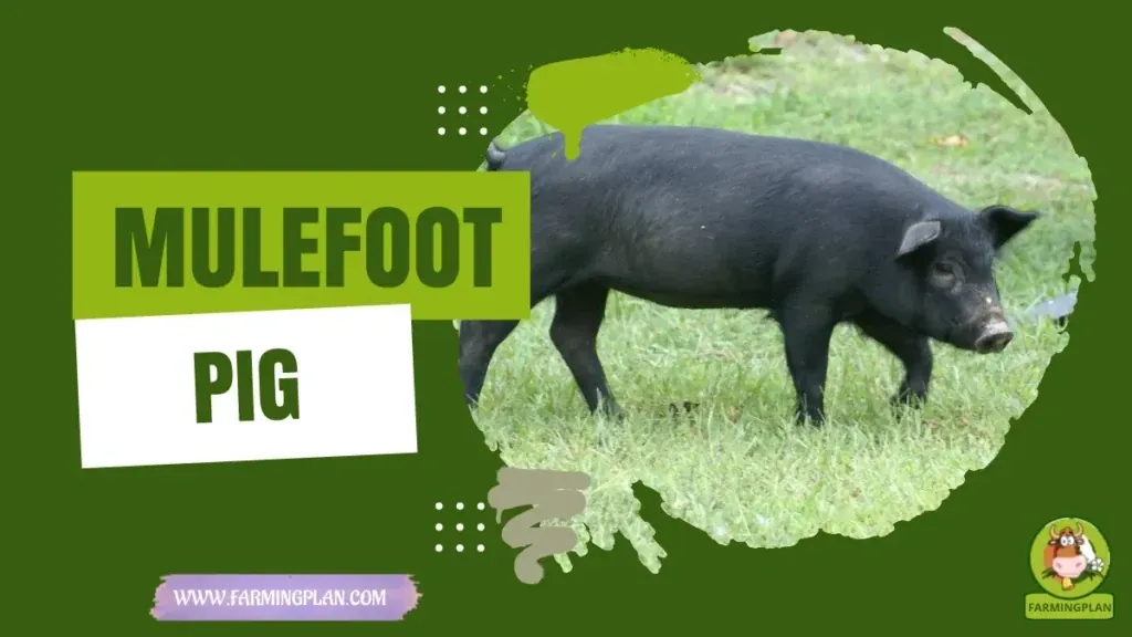 Mulefoot Pigs characteristics, agricultural utility and breed care guide