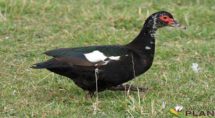 Muscovy Duck