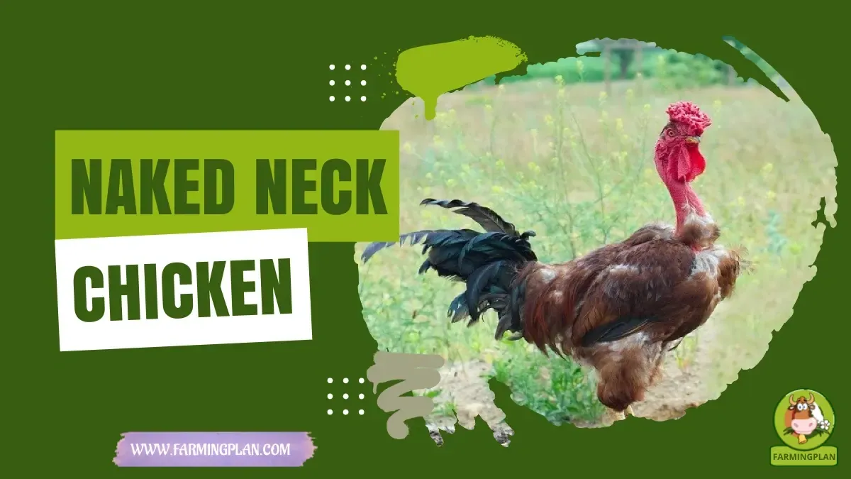 Naked Neck Chickens - Farming & Breed Profile Naked Neck Chickens characteristics, agricultural utility and breed care guide